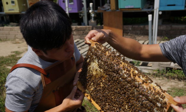 Hong Kong’s beekeepers